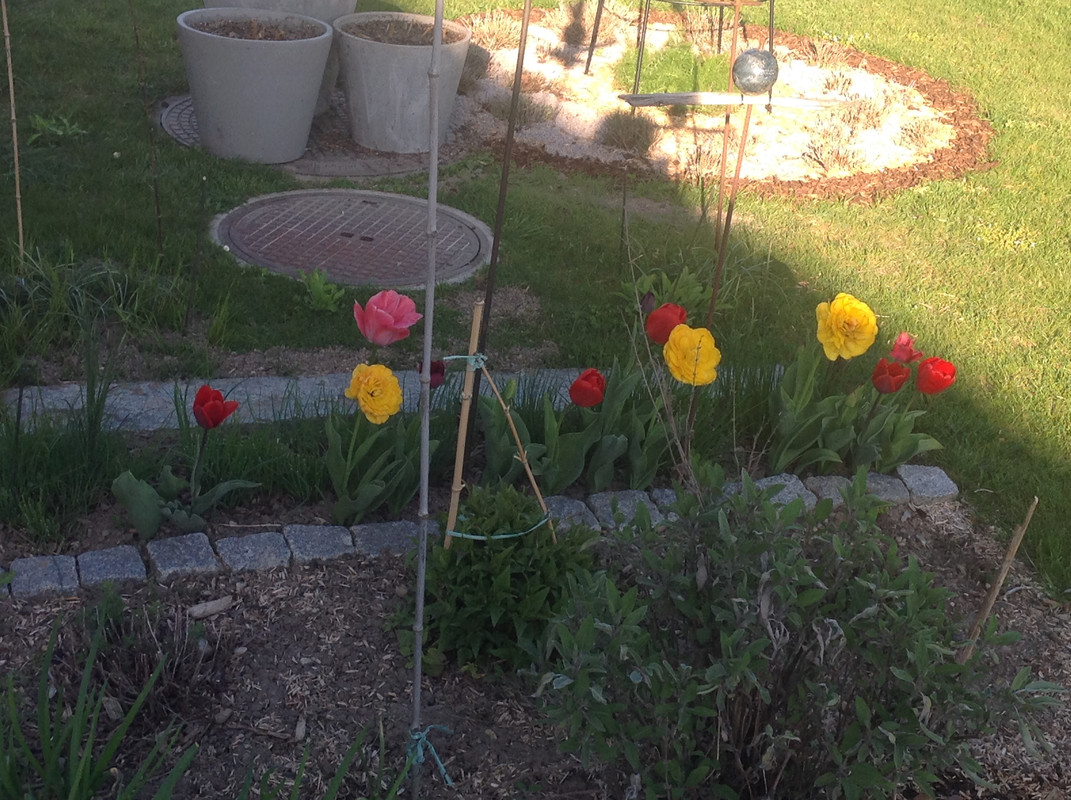 Gemüse und Kräuterbeete April 2015 (301)