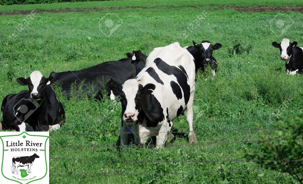 kneeling-cow2.jpg