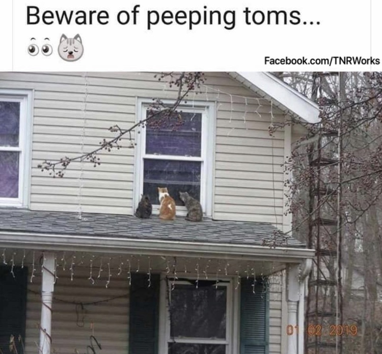 peeping-toms.jpg