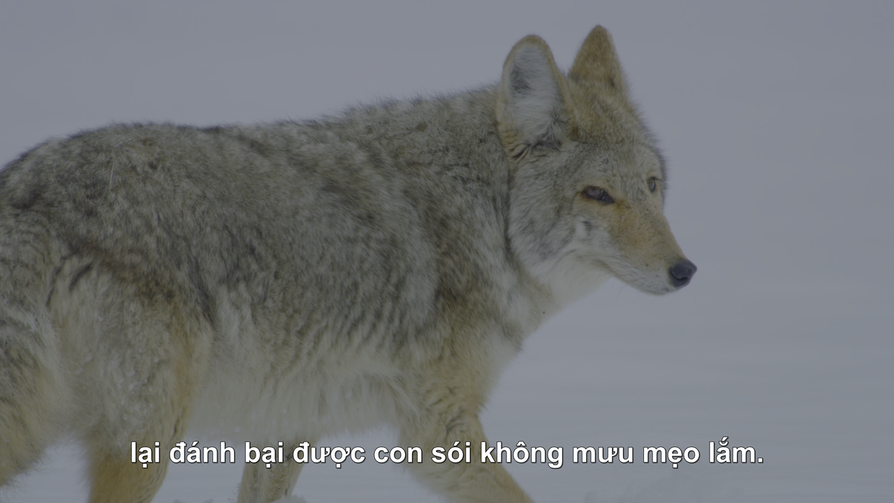 A.Perfect.Planet.S01E01.2160p.UHD.BluRay.x265-FLAWLESSWORLD (1).mkv_snapshot_36.30.313