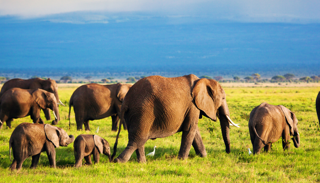 Luxury Kenya safari gallery image 7