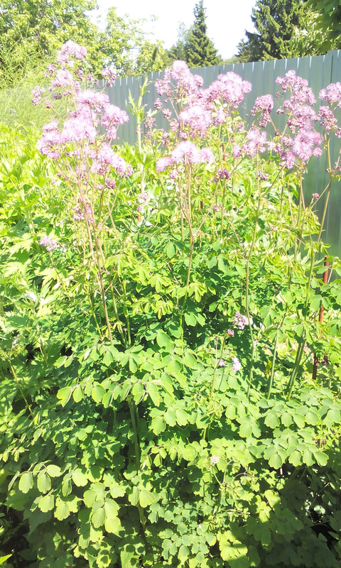 василистник