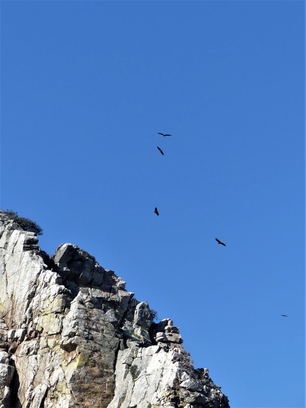 PARQUE NACIONAL DE MONFRAGÜE-2020/2023 - EXTREMADURA Y SUS PUEBLOS -2010-2023 (85)