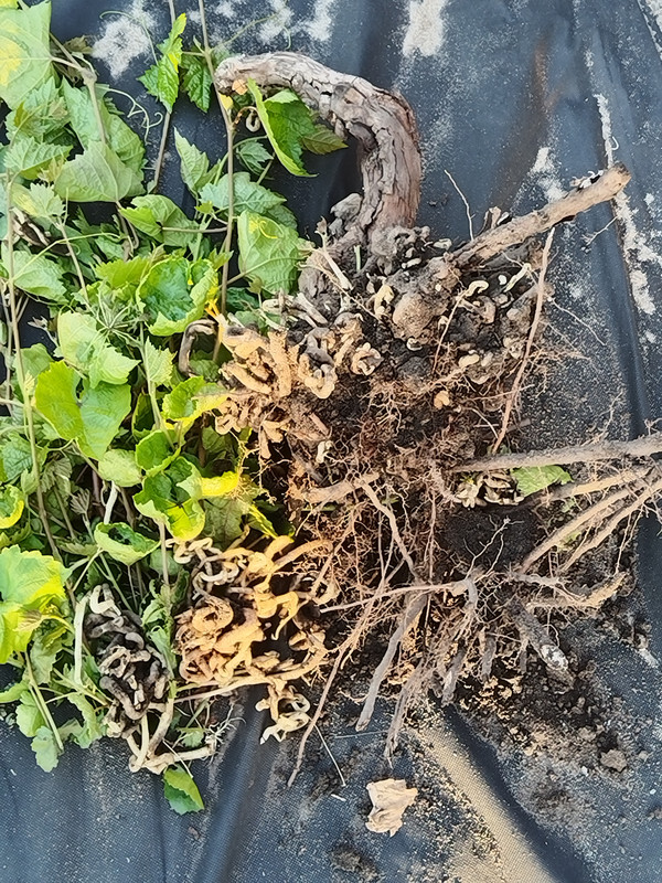 корневая поросль вид снизу