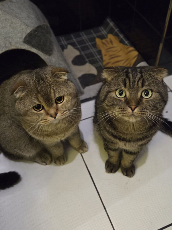 Лютик и Тима