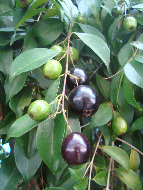 Eugenia candolleana (14)