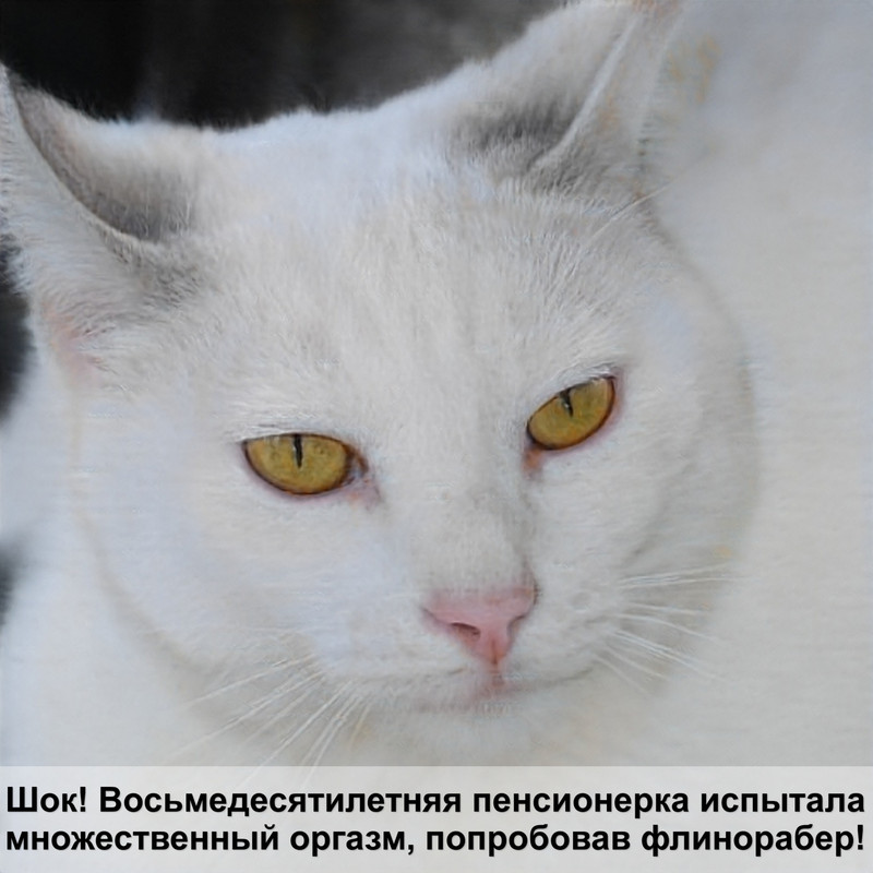 лысая кошка чешется