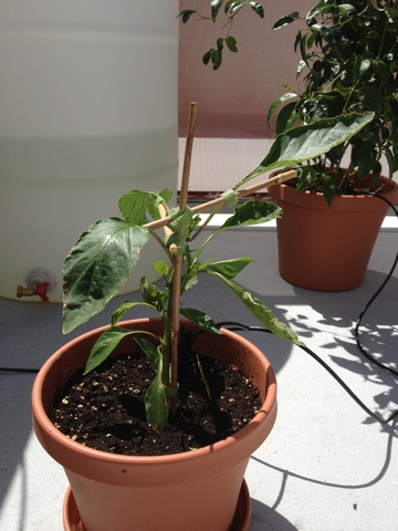 Our Garden 013
