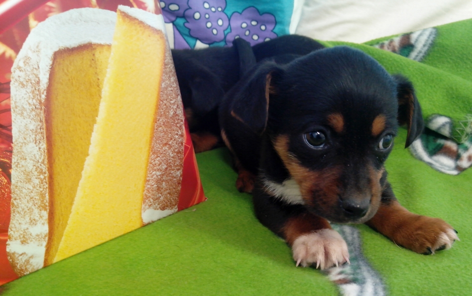 [Image: Cucciolo-Pinscher-Bassotto.jpg]