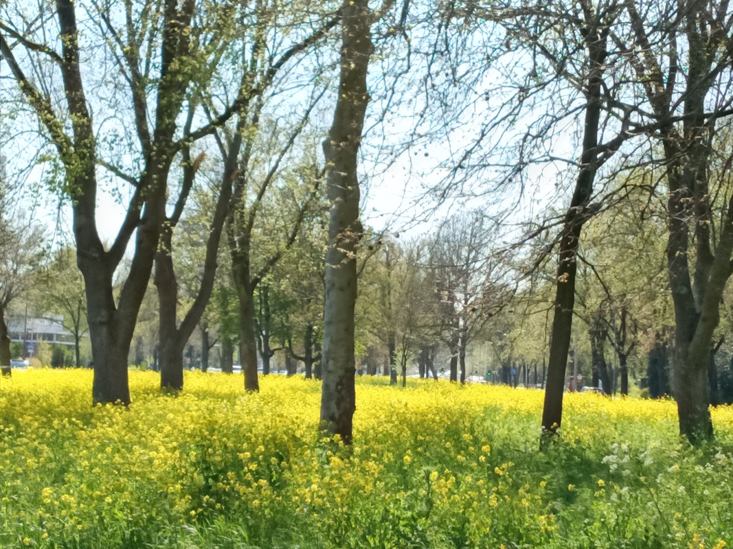 [Image: 20210426-155200.jpg]