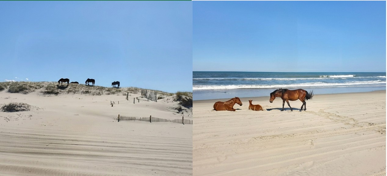 [Image: NC20260515Outer-Banks.jpg]