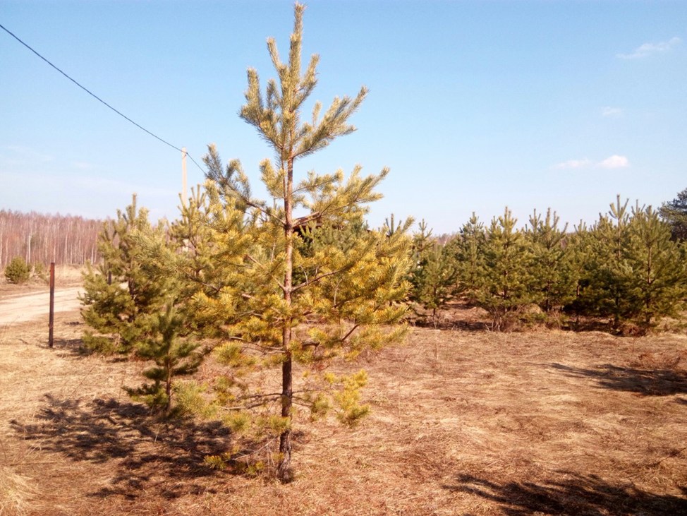 Дерево сосны с пожелтевшей хвоей