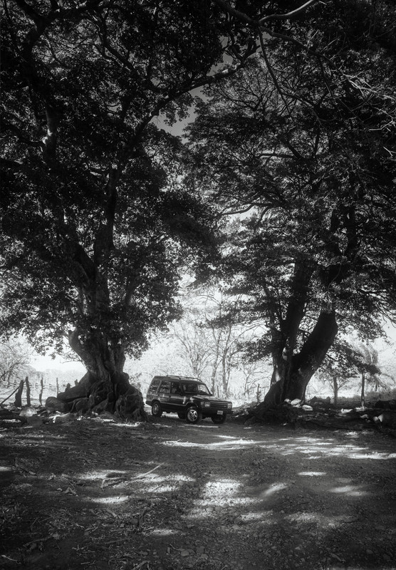 disco y 2 arboles (2 of 9)
