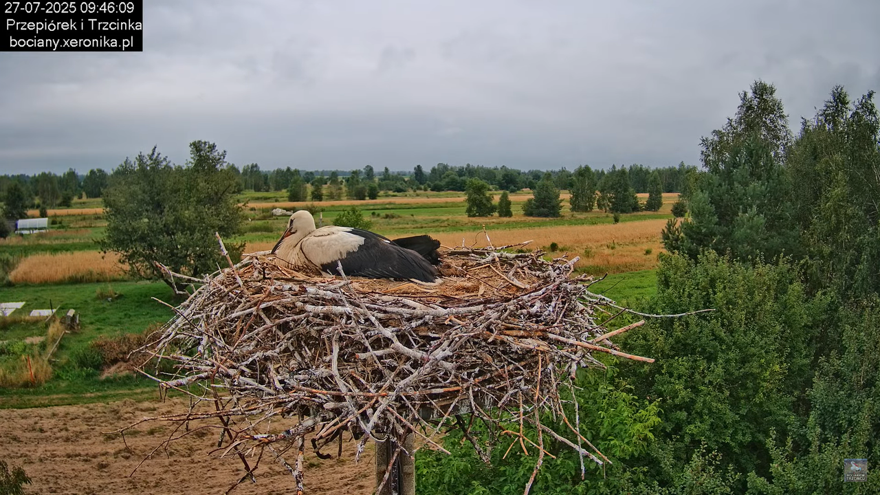 27072025bociany26
