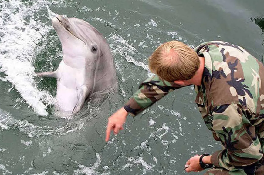 Delfines militares son utilizados por Rusia contra Ucrania