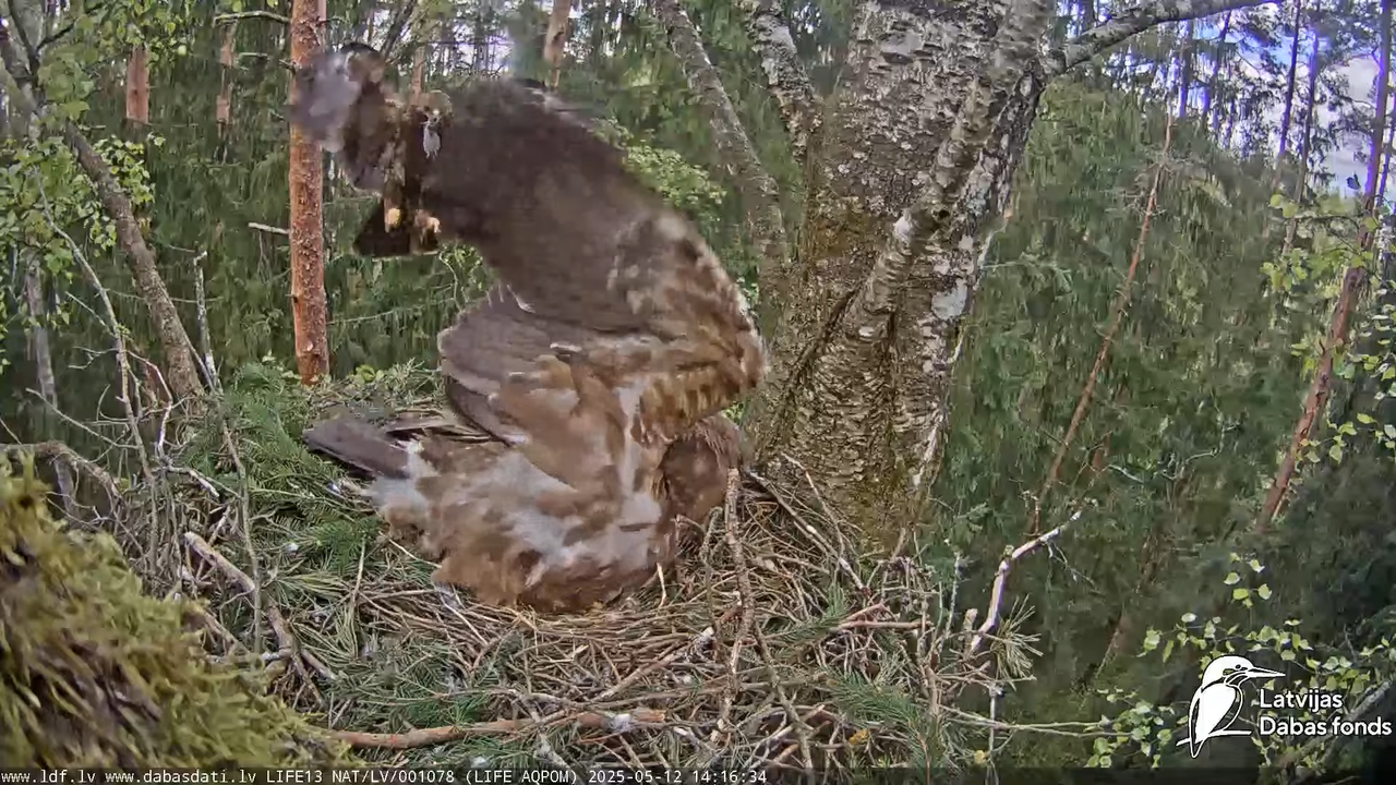 Mazais ērglis (Clanga pomarina), ligzda bērzā 16-26-30 screenshot