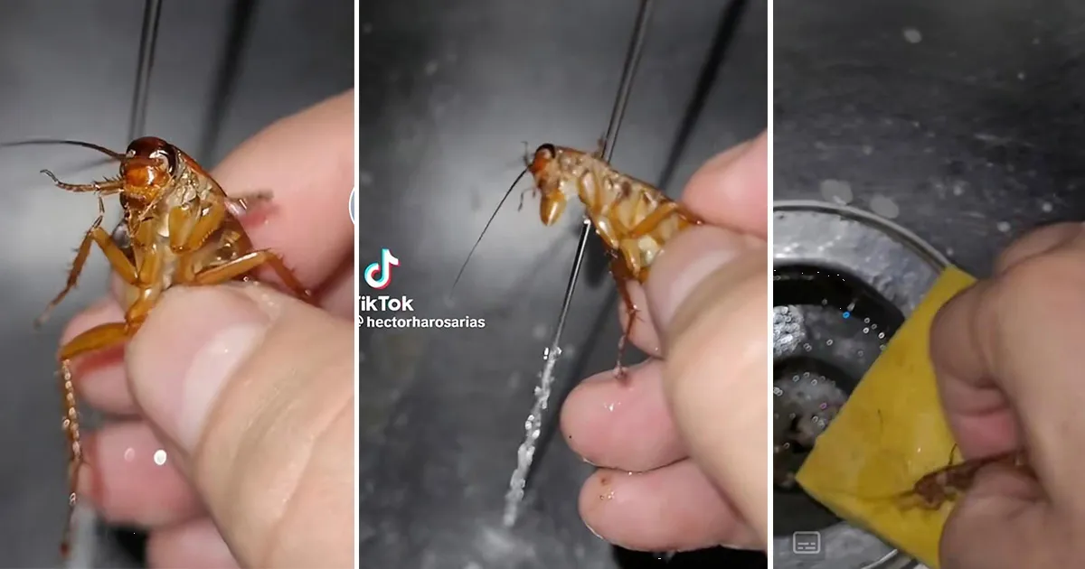 Joven se hace viral en TikTok por bañar a una cucaracha y exhibirlo en video