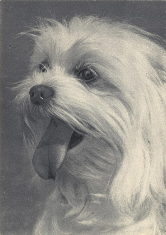 Мальтийская болонка 1969 Планета 14