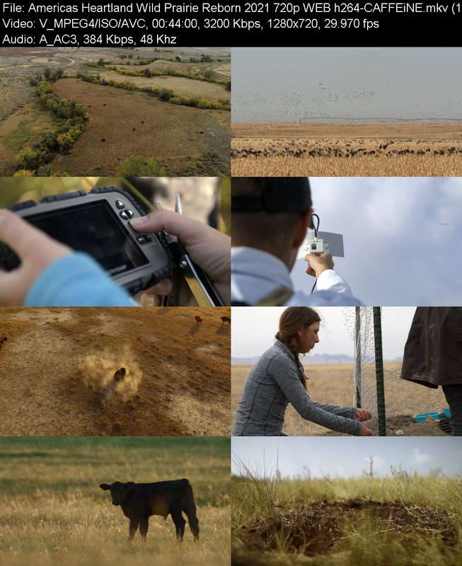 americas-heartland-wild-prairie-reborn-2
