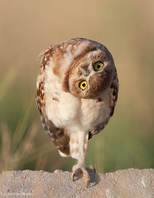 burrowing-owl-8956.jpg