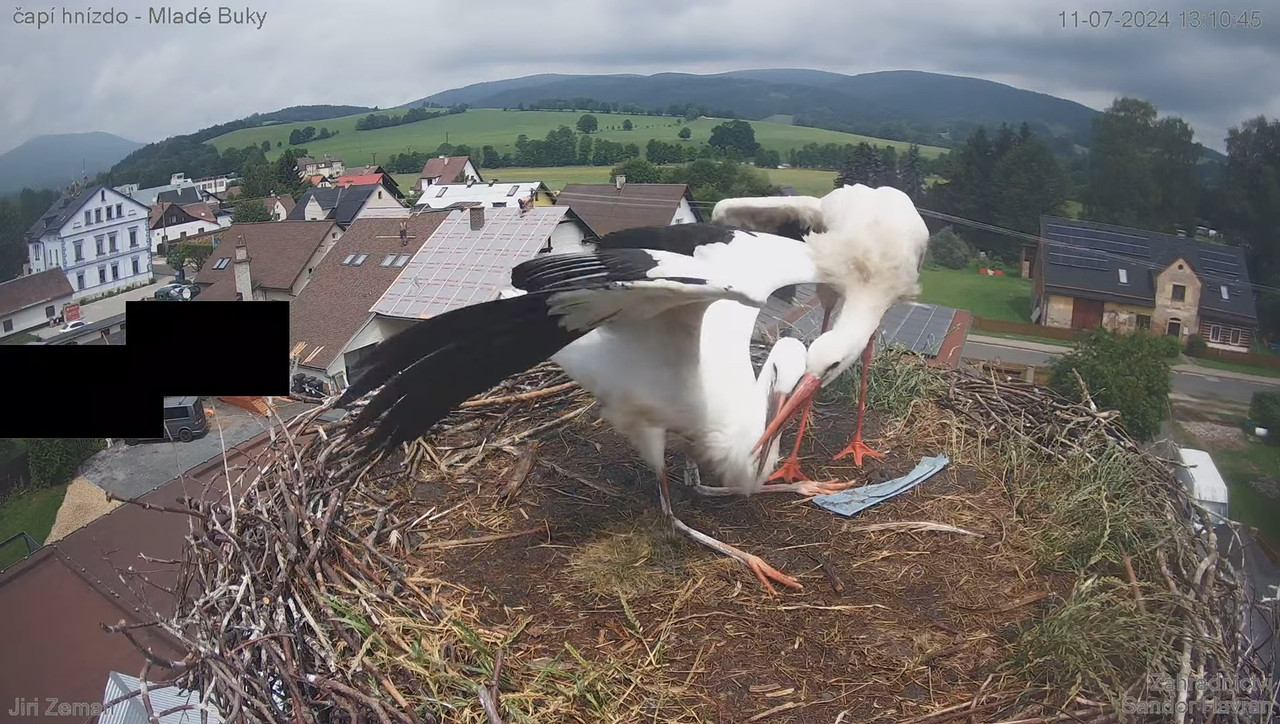 Tiešraides kamera — Mladé Buky — stārķa ligzda 13-37-57 screenshot