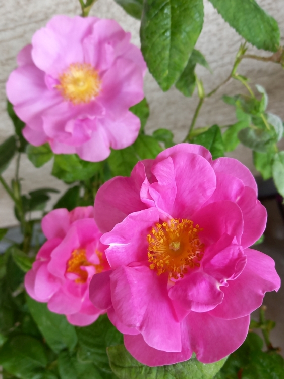 [Bild: rosensaison2021-06.jpg]