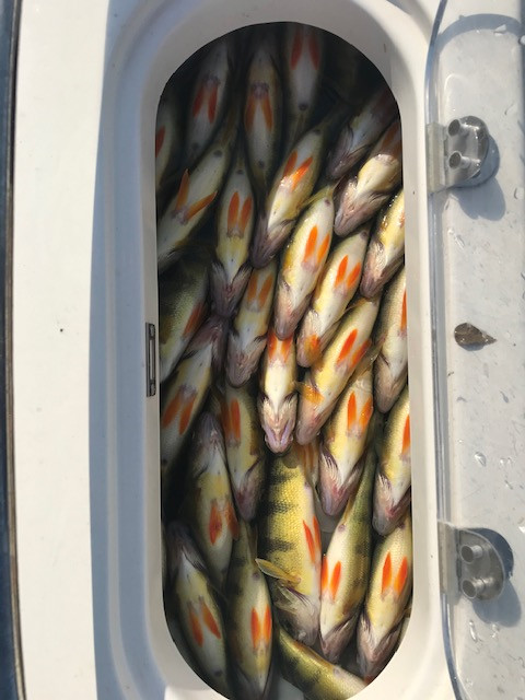 perch 22