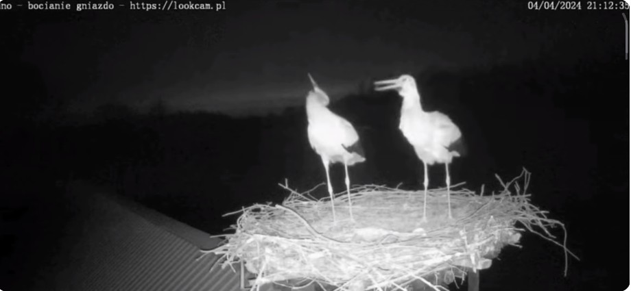 ScreenHunter_521 Apr. 05 16.24