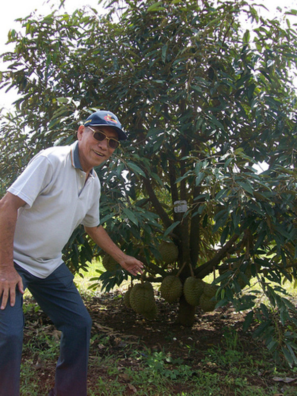 duriantree