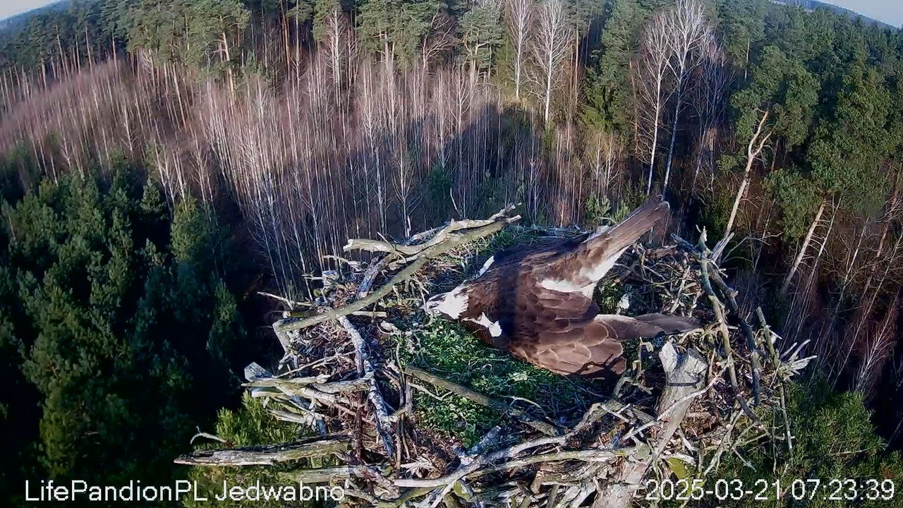 Rybołowy Online Puszcza Napiwodzko-Ramucka _ Ospreys Online in Napiwodzko-Ramucka Forest 9-25-23 scr