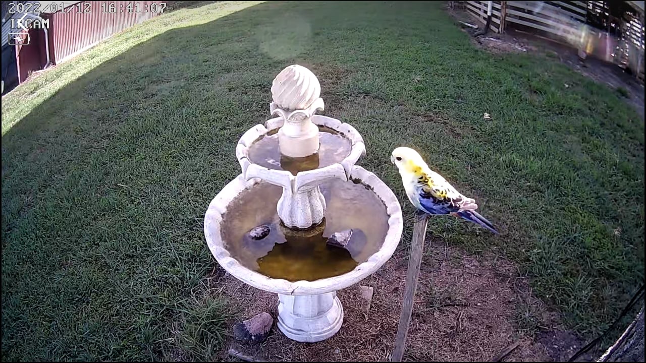 PaleHeaded Rosella_001