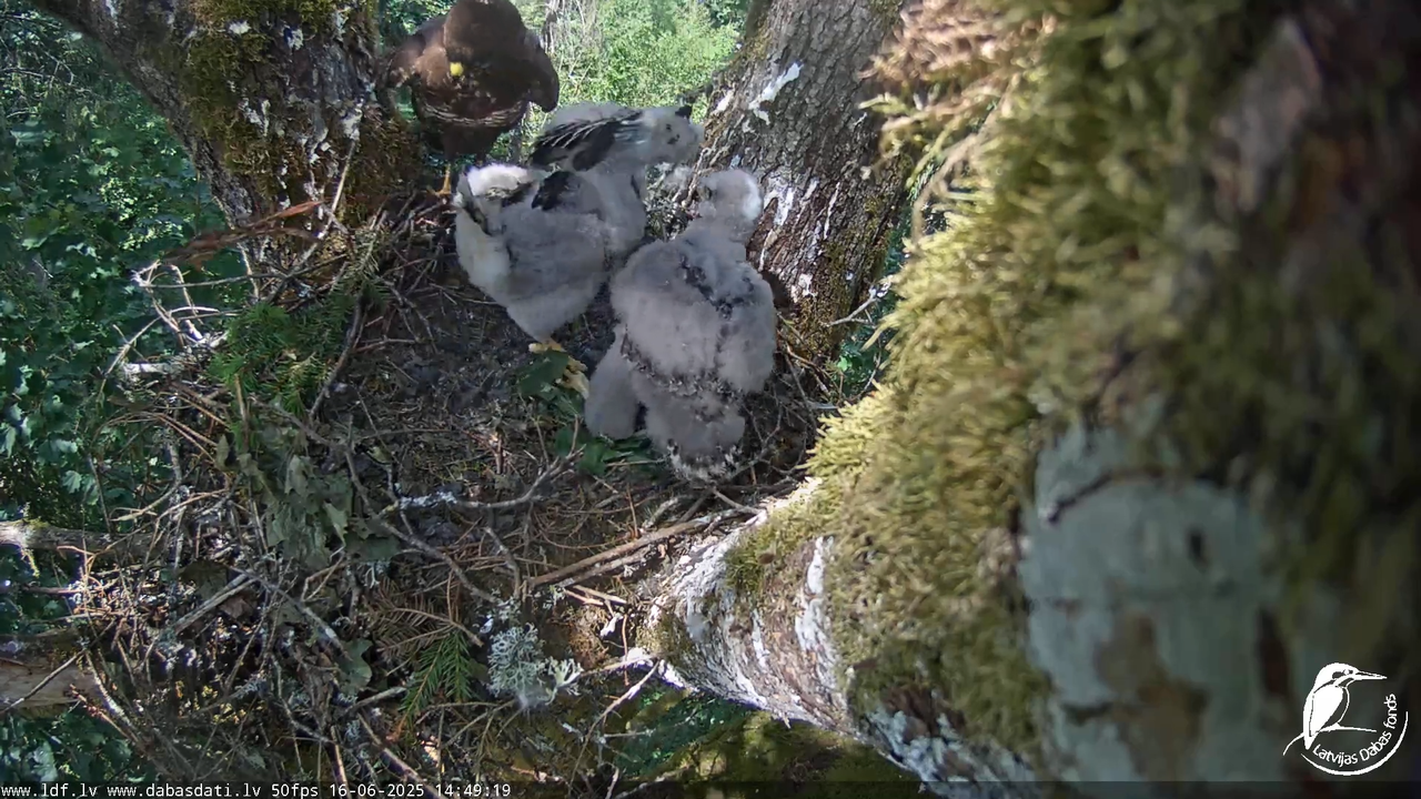 Melnās klijas (Milvus migrans) Kurzemē_ peļu klijāni (Buteo buteo) 5-3-43 screenshot