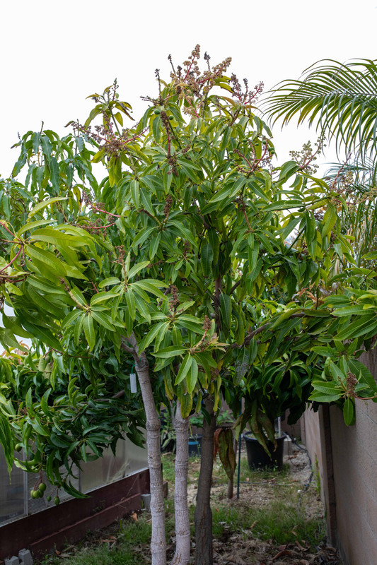 8U1A3400  Peach Cobbler-Guava-LZ Mango Tree in Early Summer (7-15-23)