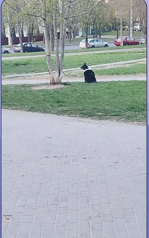 Alfa sits connected to the tree by the leash
