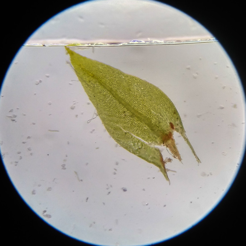 IMG 20250617 115419 HDR