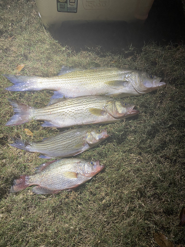 A9D66095-4FBC-499D-AF1A-B3E0F14A42A3