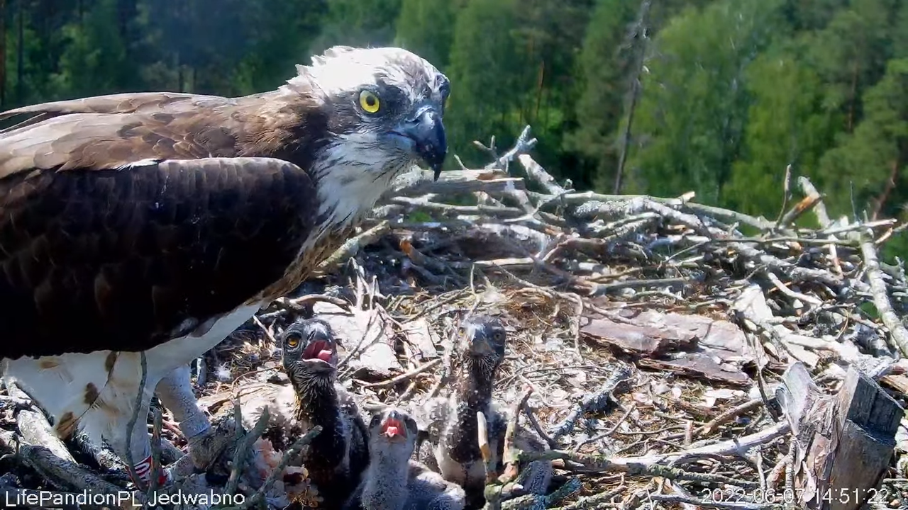 Rybołowy Online Puszcza Napiwodzko-Ramucka _ Ospreys Online in Napiwodzko-Ramucka Forest 12-22-38 sc