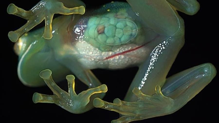 Стеклянная лягушка из семейства амфибий Centrolenidae Стеклянная лягушка из семейства амфибий Centrolenidae