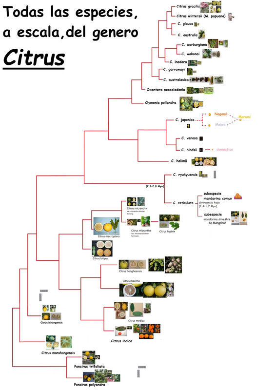 final citrus