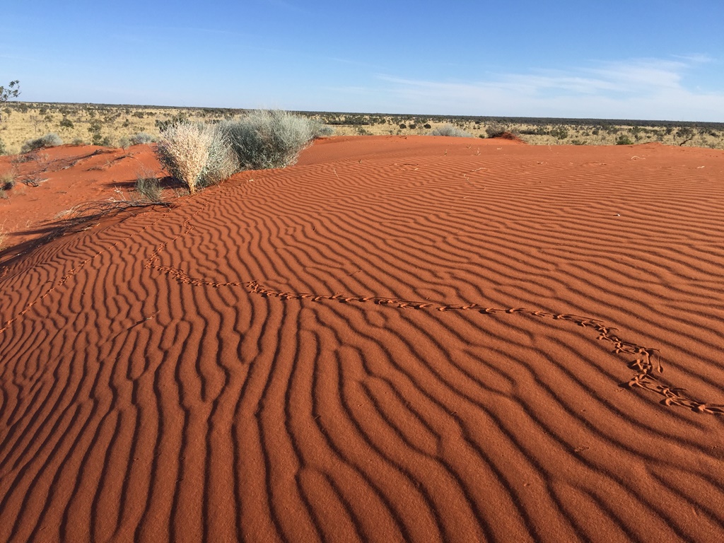 2019-Madigan-Line-Simpson-Desert-TRIP-2823.jpg