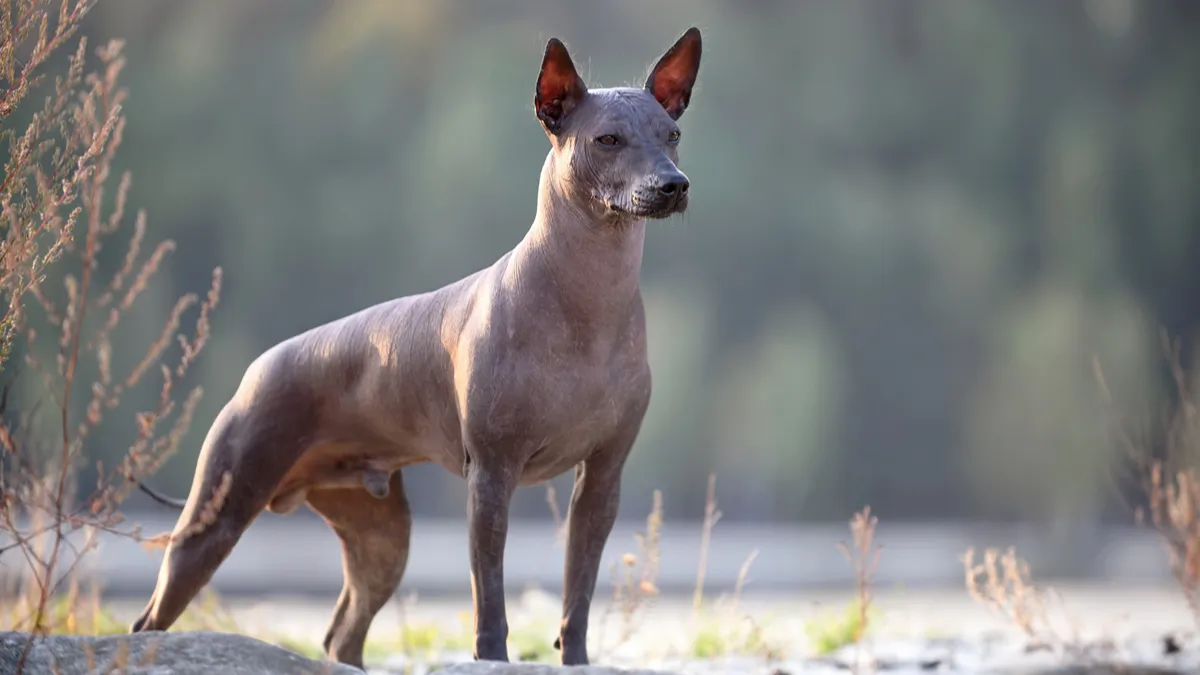 Xoloitzcuintle (Chien Nu Mexicain)
