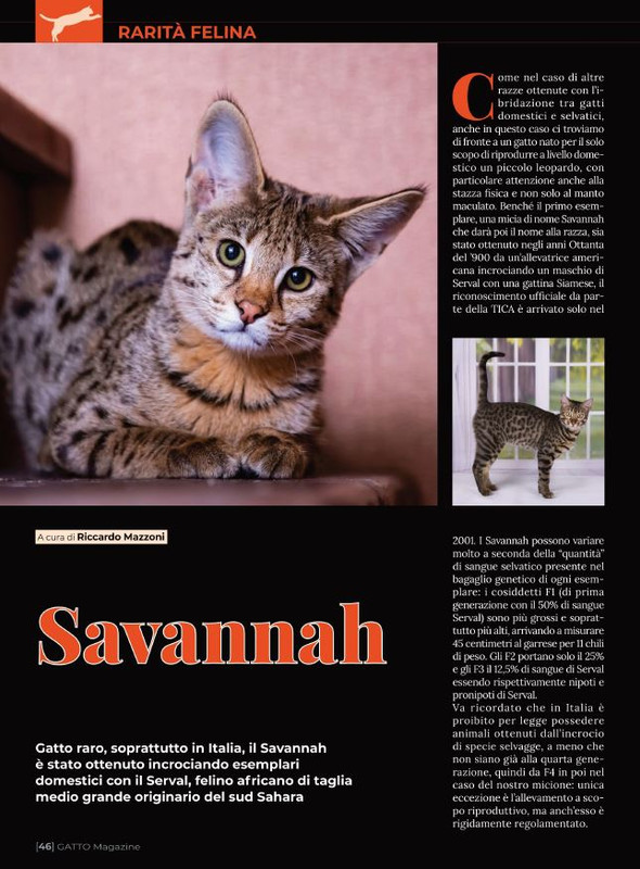 Ga Ma Ago-Set  2021 (9)