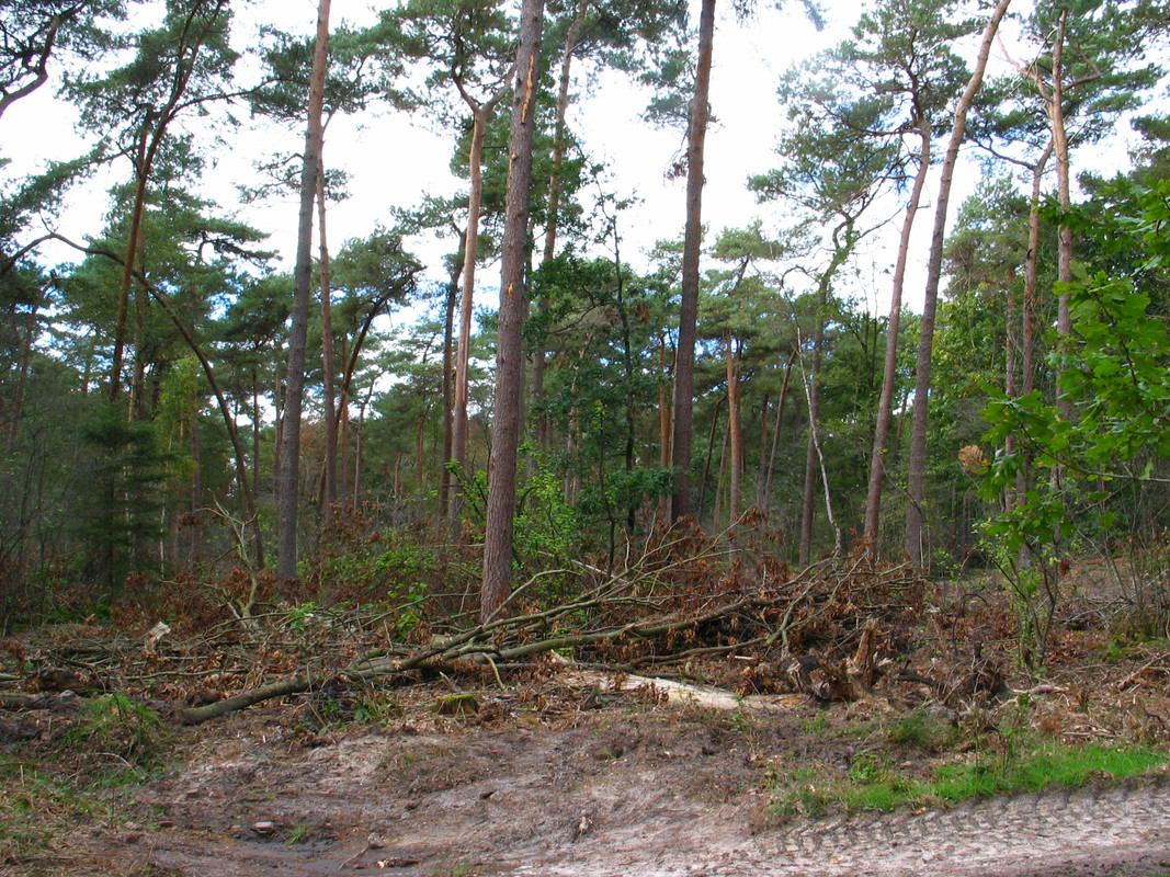 houtkap amerikaanse eik loon op zand  (6)