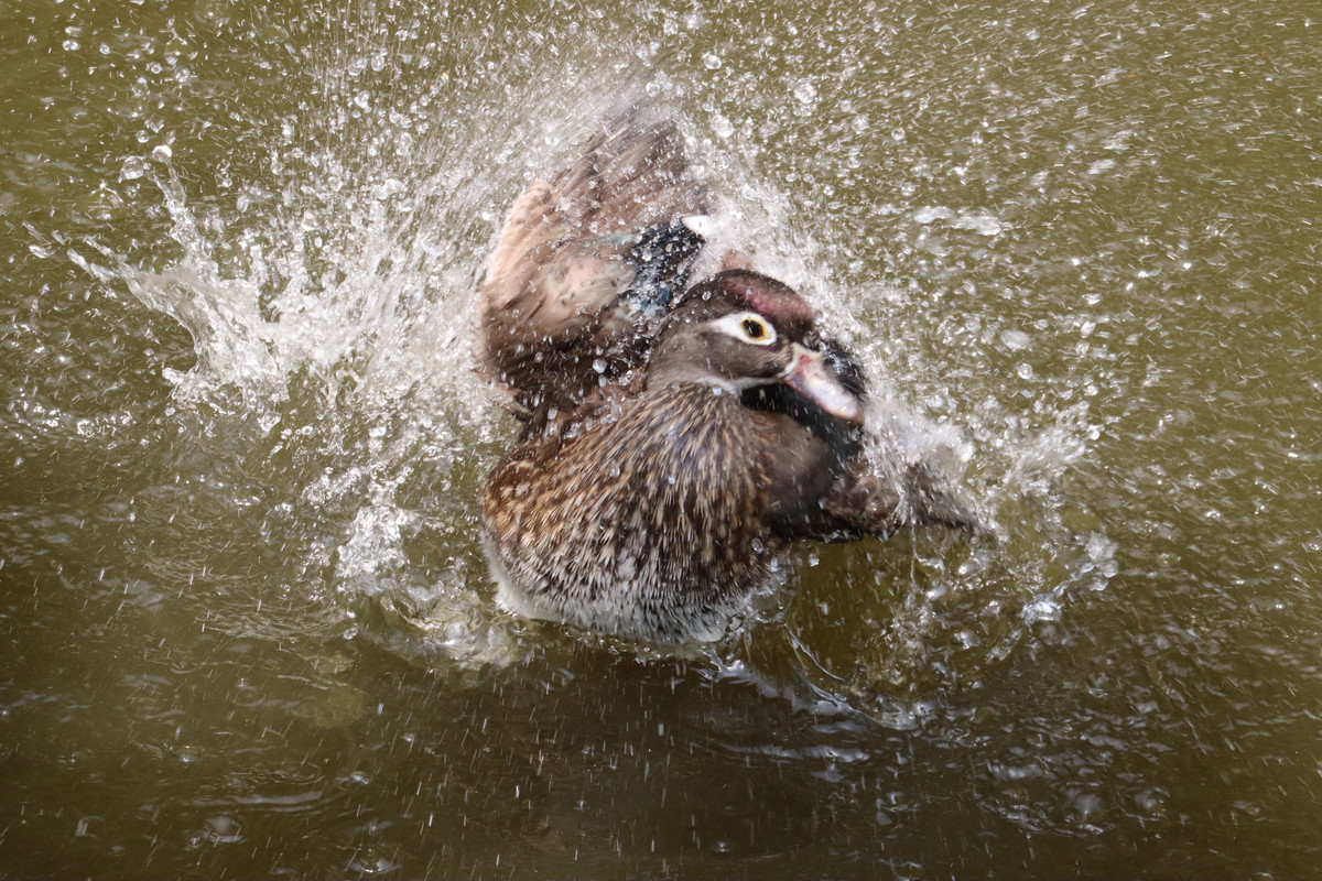 達人專欄 攝影趣錄1 戲水鴛鴦的威嚇 趕跑偷拍的人類 Iamempire的創作 巴哈姆特