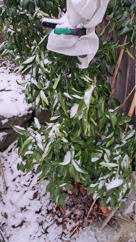 Multigraft 11 ungeschützt 20260106 112837