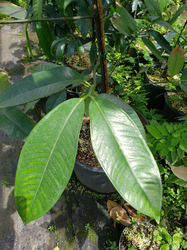 Mangosteen-20210401_144318