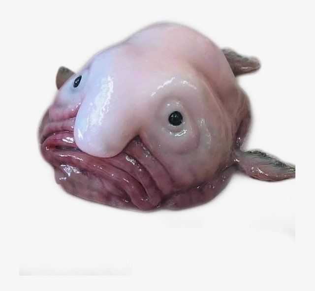 163-1639885-blobfish