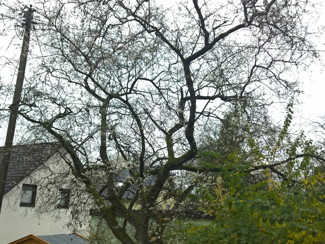 WP_20201122_11_35_44_Pro