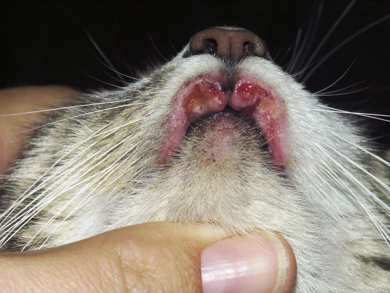 eosinophilic-ulcer-lip-cat-moriello-high.jpg