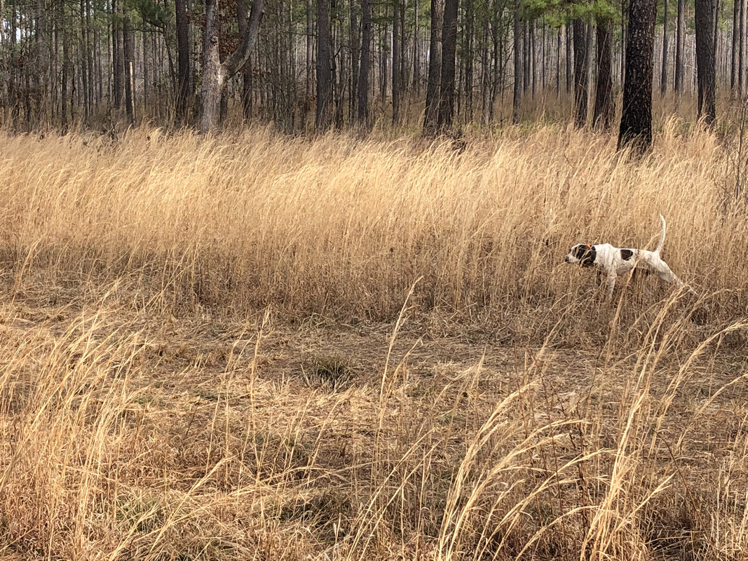 Bird-Hunt-2-23-23-bird-dog-pointing-three-quail.jpg